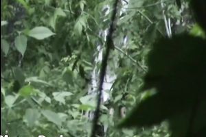 Blonde white Russian housewife in the high grass squats and piddles