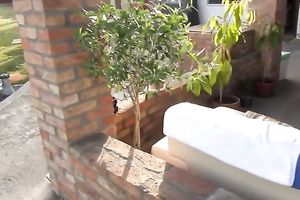 Sweet sunbathing brunette hair honey wants to blow agreeable prick of my buddy