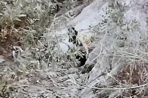 Incredible inviting golden-haired sweetheart has great sex outdoors