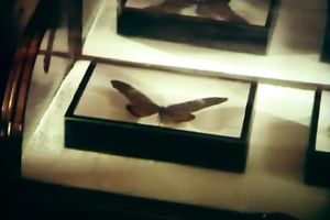 Uncontrollably concupiscent bitches showing off their fucking skills