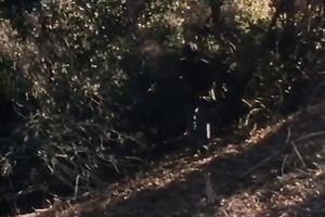 Slender classic milf giving oral stimulation outdoors on the ground