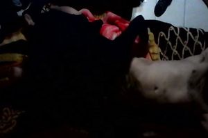 apa drilled like a bitch on a comfortable bed