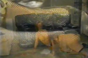 Chubby and perverted hottie with huge boobies got her snatch licked