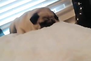 Leggy large breasted hilarious brunette hair sexpot played with some toys