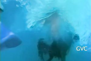 Kinky dawg greedily eats love tunnel of blonde head whore