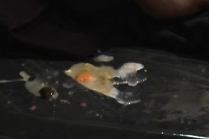 Cute and breasty Japanese legal age teenager handcuffed and fed with a shlong