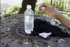 Getting her soaked love tunnel licked and drilled by a dark lascivious male