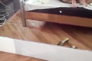 Two charming all undressed Asian lesbos would love to please every other