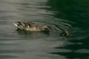 Dude feeds his classic golden-haired girlfriend with ramrod in the mornig