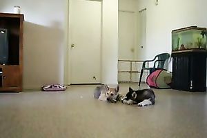 Dope a-hole shaking show performed by priceless light haired webcam beauty