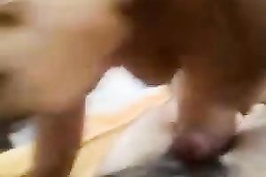 Lascivious Arab floozy sucks my meat pole with great enthusiasm