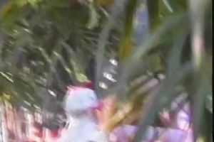 Two classic blond women feeling horny for some act