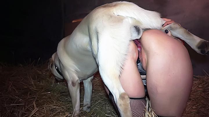 Knotted by dog Sexy nasty bitch bent over and taking her dogs cock. 