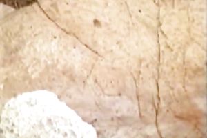 Freaky slim fellow is happily pounding a golden-haired cougar in the bathroom tub