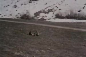 Big tit white milf receives screwed in her mouth and i her slit by obese bearded jerk