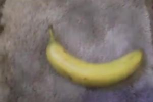 Watch how a banana goes in my hairless white honeypot
