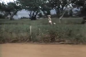 This golden-haired is a wild sweetheart and this babe doesn't mind engulfing a stranger's shlong