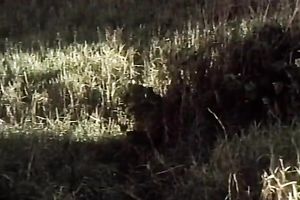 This golden-haired is a wild sweetheart and this babe doesn't mind engulfing a stranger's shlong