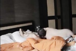 That perverted man rims the a-hole of my sexy white wife and this babe rides him on top