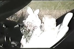 Salacious blonde head lassie swallows tremendous sugary knob unfathomable face hole