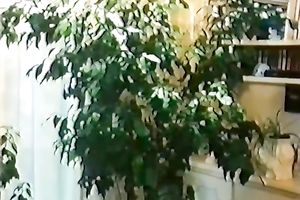 Pervert fuckfest hammering with barefaced bitches and freaky chaps