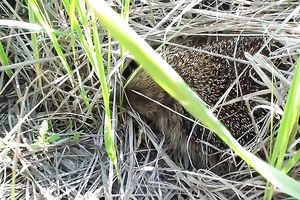 Blonde legal age teenager blows in the field and enjoys rear banging