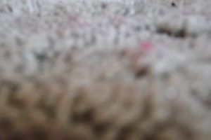 Prurient wench with dark silky hair knows how to give a worthwhile orall-service