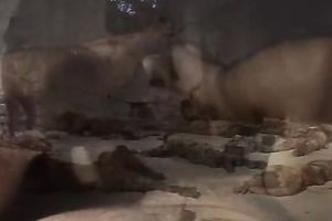 Hot three-some with 2 breasty tramps and one fuck starving dawg