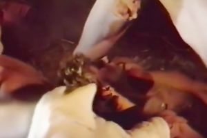 Libidinous golden-haired can not hold out any longer, that babe craves to engulf a dick