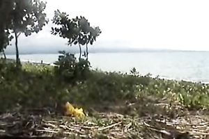 A episode showing an Asian honey engulfing her lover's penis in a tent