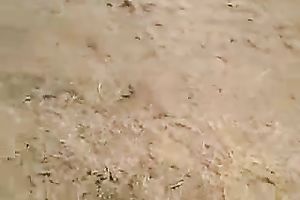 Horny Indian nympho acquires team-fucked truly hard from behind