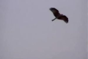 Indian temptress fondles Caucasian fellow in the shower