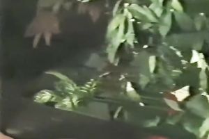 Orgy party with 3 kinky harlots in nylons