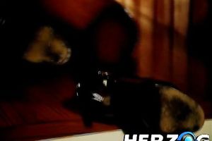 Busty brunette hair playgirl gives blowjob and receives her cum-hole licked