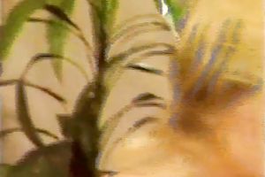 Tasty looking blondie acquires her recent pussy passionately eaten