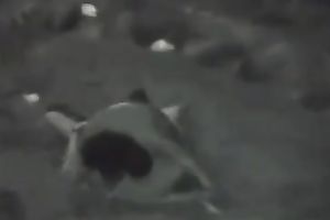 This wicked young pair drilled in the park in the night