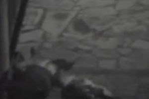 This wicked young pair drilled in the park in the night