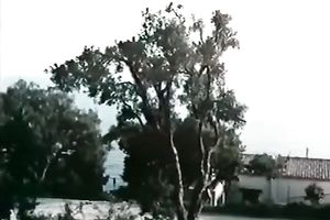 Stunning retro episode with milfs petting every other in the garden