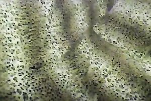 My dissolute housewife toys her cookie and arse at the same time