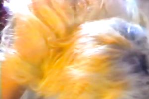 Horny large boobed blondie is facesitting and riding her paramour