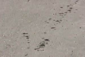 Sexy dilettante brunette black cock sluts walks down the street and pees