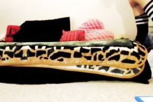 Gagged legal age teenager toys her muff and backdoor in front of a web camera