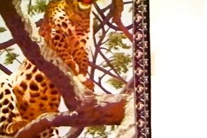 Dark head doxy with saggy billibongs gives awesome schlong engulf