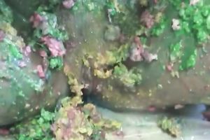 Incredibly impure homemade solo with a golden-haired having enjoyment in the kitchen