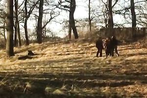 Two vehement whores have a fun riding ballsy bastard