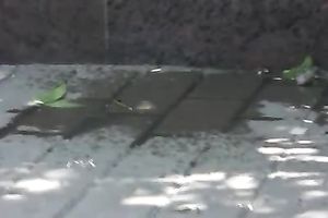 Horny voyeur with camera spies on a blond wife pissing