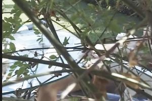 Brunette milf fingers her cum-hole outdoors and gives head to a dark chap