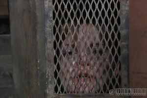 Raunchy looking hoe can not unlock and remove that metal box on her head