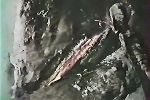 Stunning ebon doxy in white nylons receives screwed on the floor