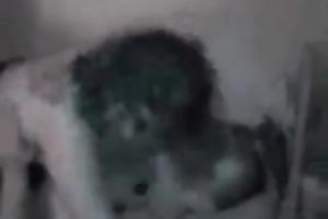 Brunette big beautiful woman slut acquires double permeated by me and my friend